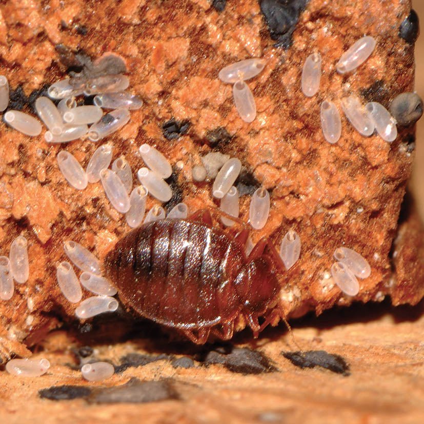 Comparative Efficacy of Superheated Dry Steam Application and Insecticide Spray Against Common Bed Bugs Under Simulated Field Conditions